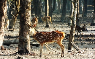 Wildlife in the Sundarbans