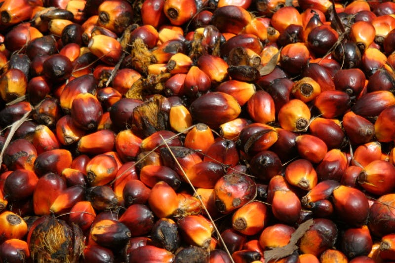 palmoil kernels