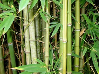 Bamboo India yogsandesh org