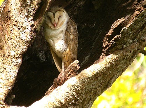 Palm oil planters get wise with bird of prey pest control ...