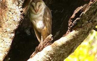 Barn Owl-Craig Robson-birdquest-tours com