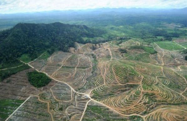 Ketapang palm oil clearings allvoices_com