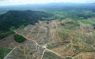 Ketapang palm oil clearings allvoices_com