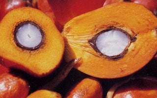 Palm oil kernals alibaba com