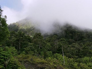 pict-indonesia-forest indonesiaforest co cc