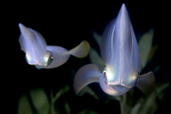 southern calamari underwatersydney com au