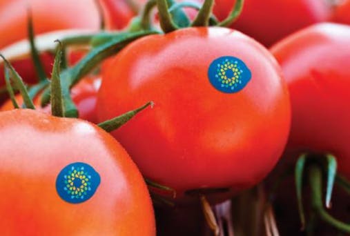 sundrop farms desal greenhouse