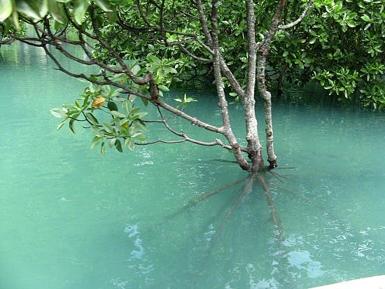 Krabi mangrove travelpod com