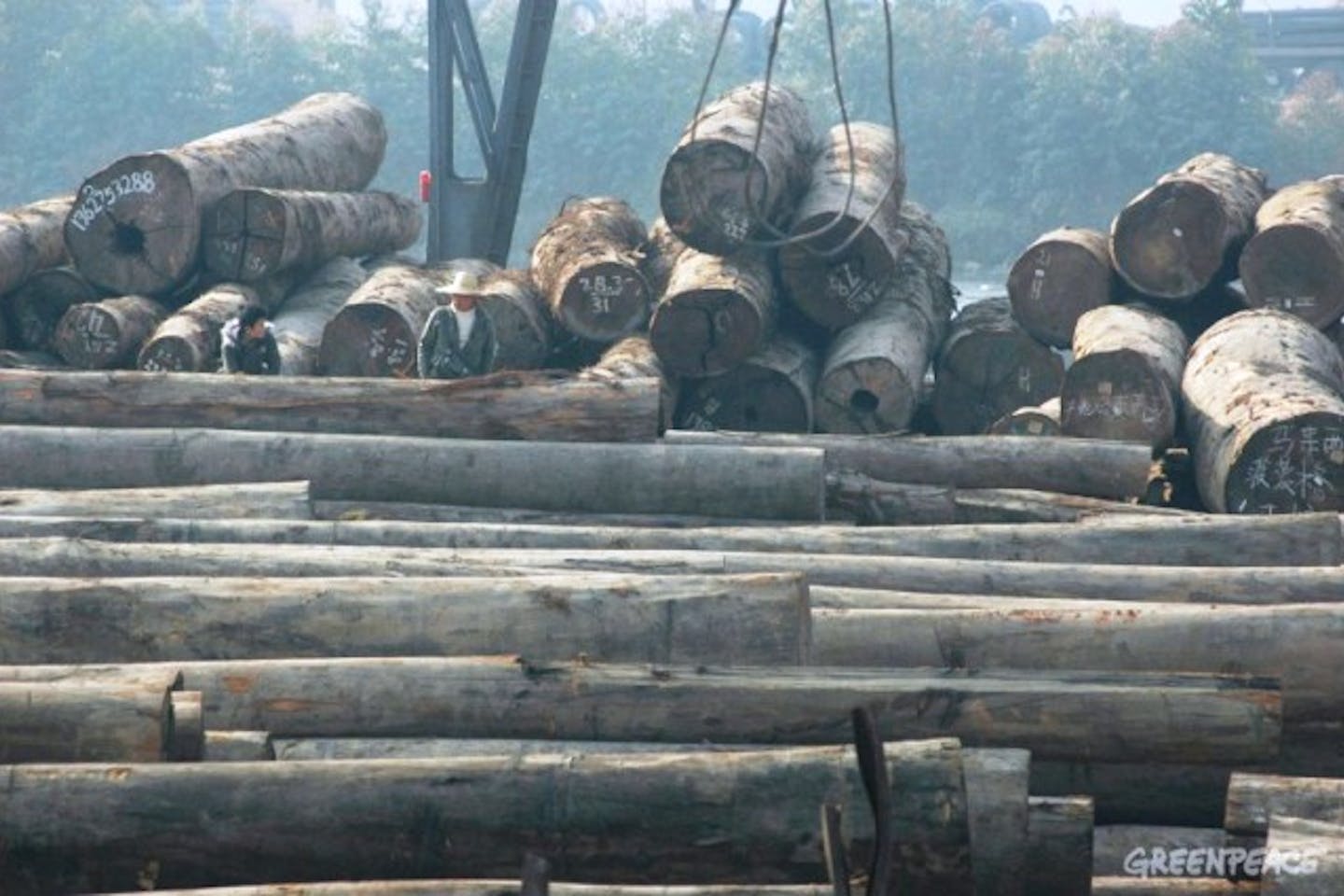 11/1/06Yuzhou Wood Market - Guangzhou - Guangdong Province - ChinaMerbau timber from Indonesia stored at the Yuzhou Wood Market on the banks of the River Pearl, Guangzhou, Guangdong Province, China. Precious Merbau timber from the ancient tropical rain forests in Indonesia imported into China will sold to local traders and fashioned into house fittings and furniture and sold to the Chinese market.©Greenpeace/Guo Qiang JiEditorial use only - No Archiving - No third Party sales