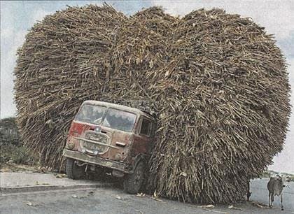 sugar cane india aslimasti com