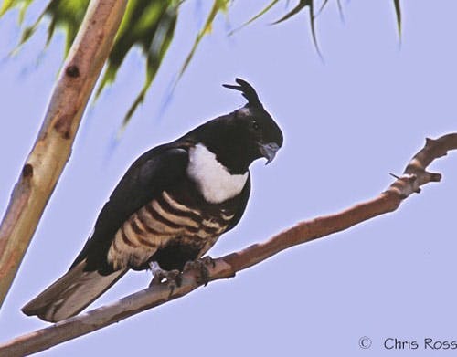 Black Baza bird chris ross orientalbirdimages_org