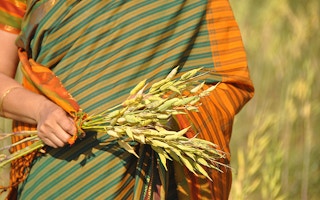 CGIAR food security India