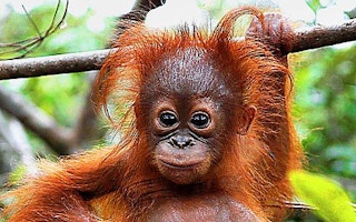 Orangutan freeonlinepicture_net