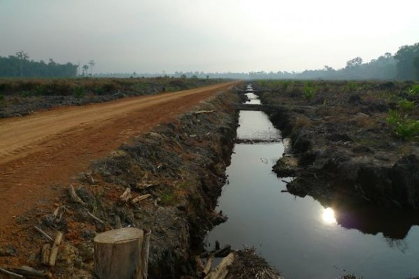 Indonesia deforestation photo