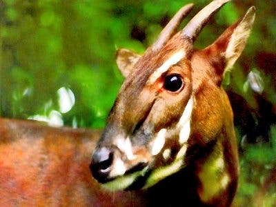 saola vietnam laos forests it'snature_org