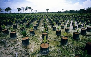 palm-oil-seedlings