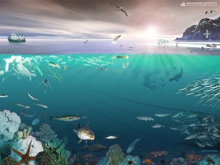 ecosystem sustainable oceans