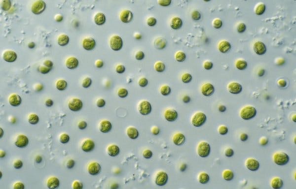 algae for fuel, biotechnology CSIRO
