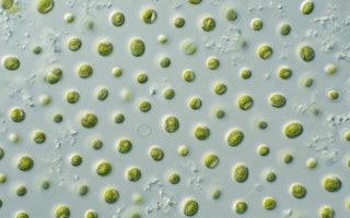 algae for fuel, biotechnology CSIRO