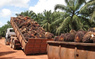 oil-palm