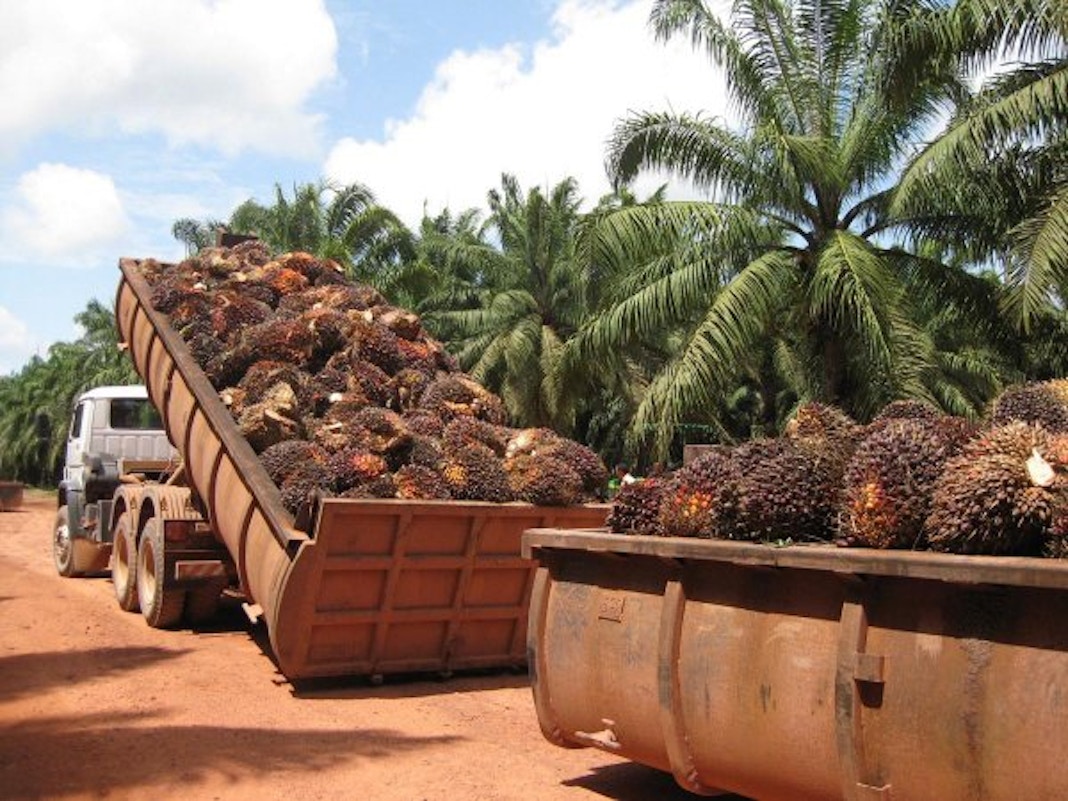 Малайзия добыча. Плантации масличной пальмы. Пальмовые плантации в Малайзии. Малайзия пальмовое масло. Малайзии производителем пальмового масла.