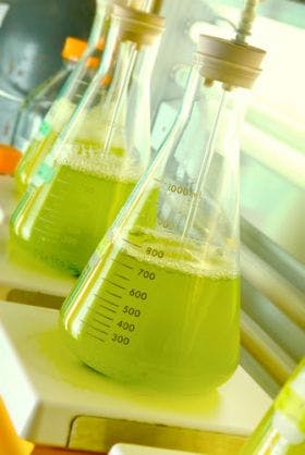 09Fall-BiofuelFlask_th