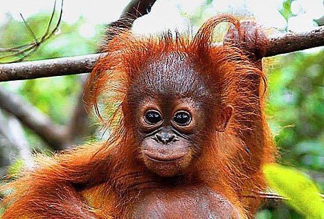 Orangutan freeonlinepicture_net