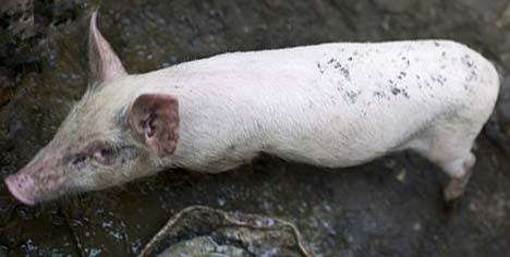 pig_232435_468_11843