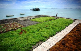 Seaweed_Farming