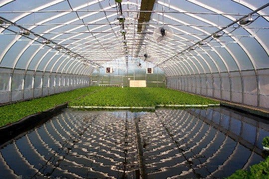 aquaponics