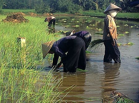 mekong-planting-rice