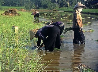 mekong-planting-rice