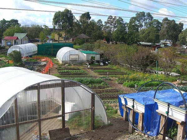 CERES-Honey-Lane-Market-Garden_avlxyz_ATT_SA-600x450