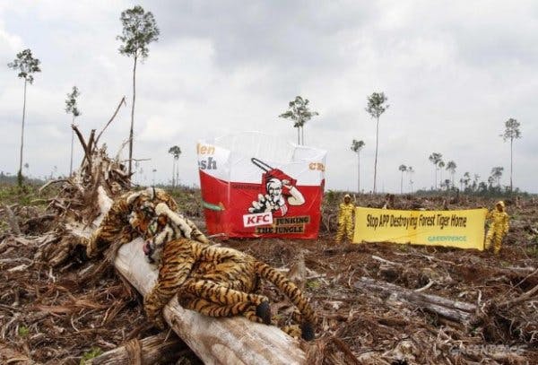 Greenpeace Activists at APP Concession