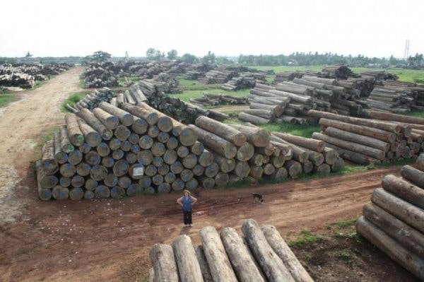 Myanmar timber IEA