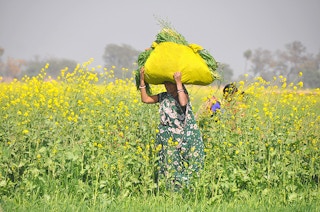 India women farming CGIAR Climate