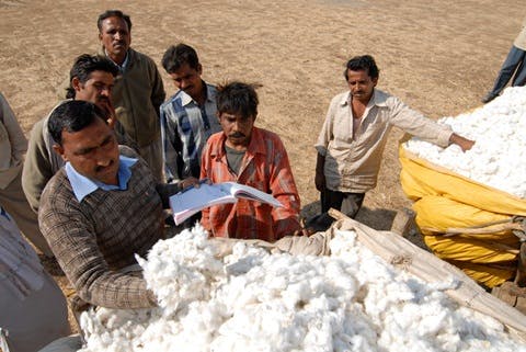 India cotton farming