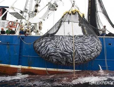 Overfishing Jeopardizes Global Food Security | News | Eco-Business ...