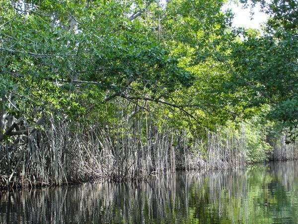 mangrove2