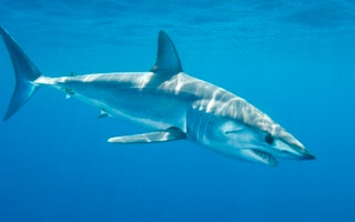Shortfin Mako Shark 026