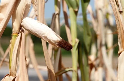corn drought franken_senate_gov