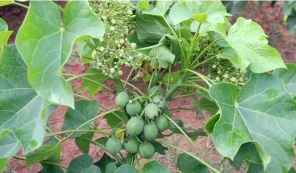 jatropha trials JOil