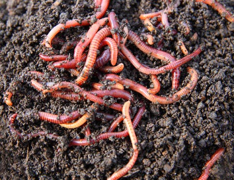 raising-red-worms