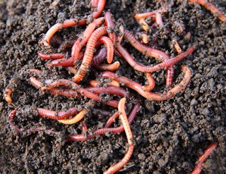 raising-red-worms