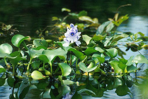 512px-Water_hyacinth