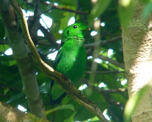 Myanmar forests green-broadbill green-jungle_com