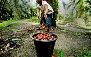 WWF Intl palm oil james morgan