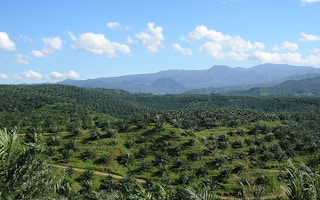 Palm oil plantation in Bogor