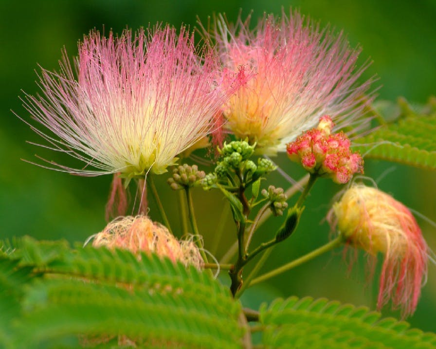 Silk Tree Flower
