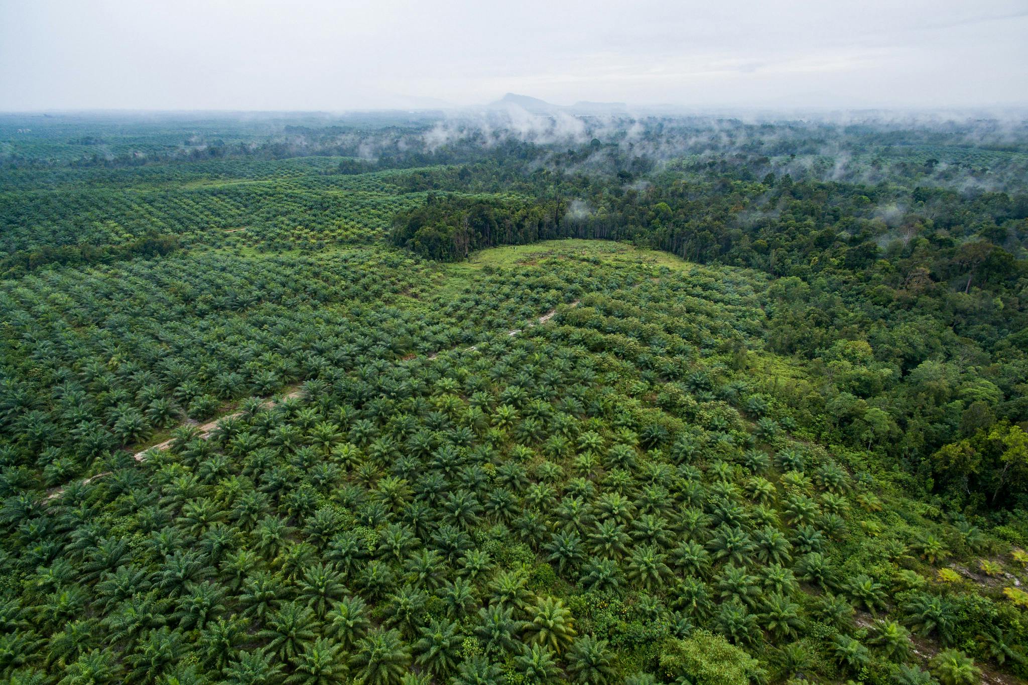 Biodiversity conservation in the palm oil industry